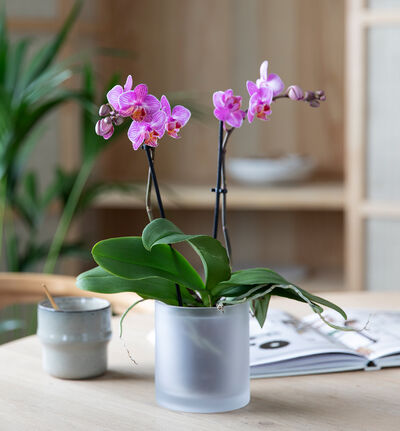 Lilla midi orkidé i frostet glasspotte